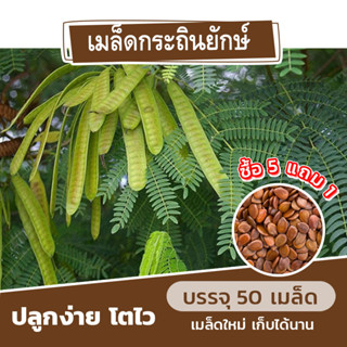 เมล็ดกระถินยักษ์ แบ่งขาย 50 เมล็ด (ซื้อ 5 แถม 1) คละชนิดได้