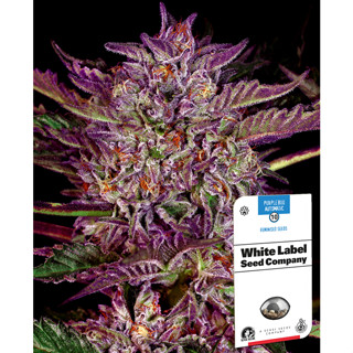 [พร้อมส่ง]Purple Bud Auto - White Label Seeds