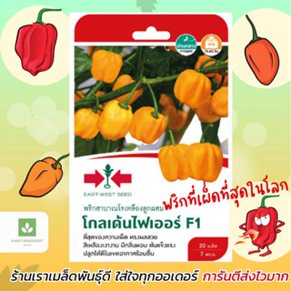 พริกฮาบาเนโร โกลเด้นไฟเออร์ F1 สีหลือง เมล็ดพันธุ์พริก (habanero) 20เมล็ด/ซอง พริกที่เผ็ดที่สุดในโลก ฮาบาเนโร่ พริกปีศาจ