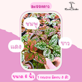 Flower garden F2 ต้นละอองดาว ไฮโพเอสเทส (Hypoestes) มีหลายสี กระถาง 4/6/8 นิ้ว ไม้ประดับสีสวย ละอองดาว