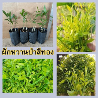 🌿🌿ผักหวานป่าสีทอง เพาะเมล็ด🌿🌿 🌱มีรสหวานมัน หาทานยาก🌱 🌲ความสูง 30-35 ซม.🌲