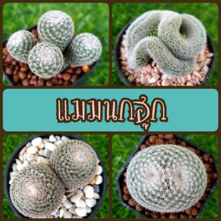 🌵 แมมนกฮูก (M. perbella/ M. microthele) แตกตา แตกหน่อ หนามสวย 😊 ขอดูรูปปัจจุบันแจ้งได้ค่ะ