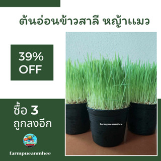 หญ้าเเมว ต้นอ่อนข้าวสาลี (Wheatgrass) จำนวน 3 กระถาง