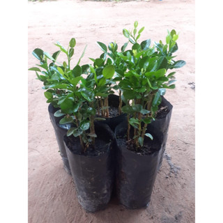 (พร้อมส่ง‼️)ต้นมะกรูดหอมตัดใบ คัดสวยๆ