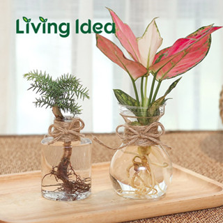 Living idea กระถางพลาสติก กระถางต้นไม้แบบใส โถวแก้วปลูกต้นไม้ พร้อมจัดส่ง