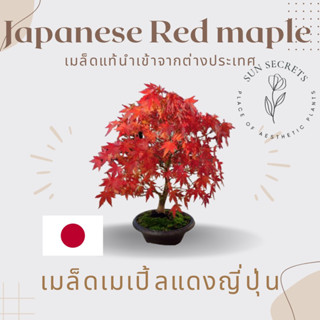 เมล็ดเมเปิ้ลแดงญี่ปุ่น(Japanese red maple) ของแท้นำเข้า