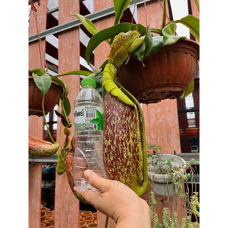 Nepenthes Dyeriana  หม้อข้าวหม้อแกงลิงสายพันธุ์ใหญ่สะใจคนชอบหม้อ