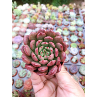 กุหลาบหิน Echeveria  red ruby