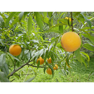 กล้าลูกพีชเหลือง พันธุ์ พี7🌿🍑 กล้าละ 250- ( กล้าแบบเสียบยอด)