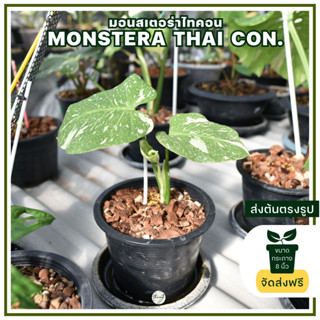 ส่งฟรี มอนสเตอร่าไทคอน Monstera Thai Con.