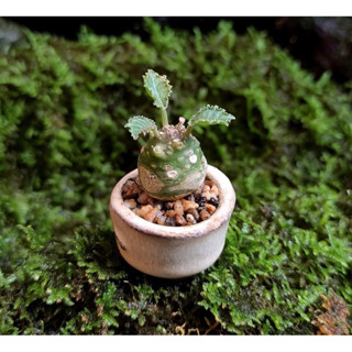 มะพร้าวจิ๋ว มะพร้าวแคระ มะพร้าวทะเลทราย (Dorstenia)