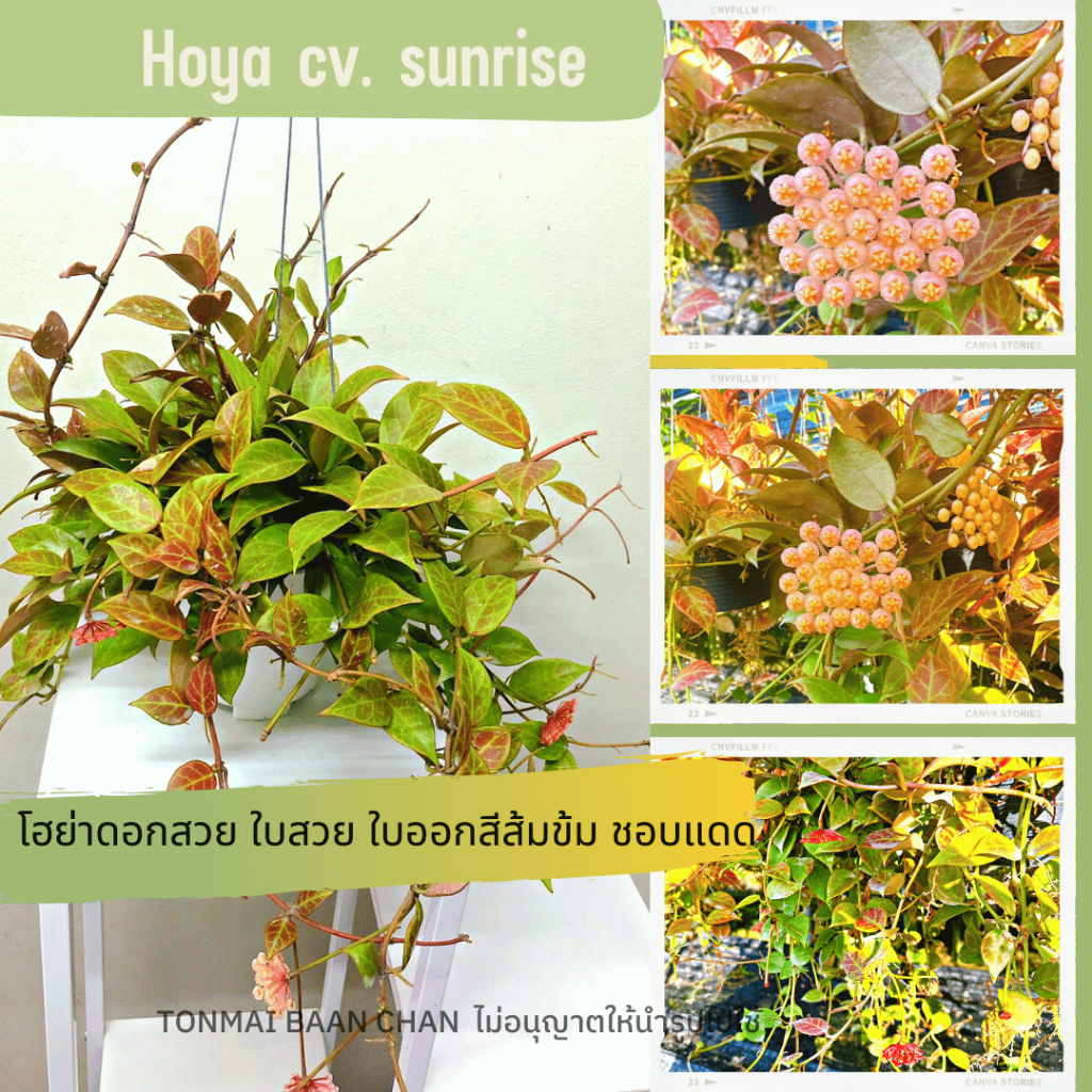 Hoya sunrise โฮย่าซันไร้ส์ ใบออกสีสวย ดอกสีชมพูโอรส ต้นไม้แขวนประดับ ส่งต้นติดดอก🌞🌸