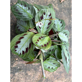 คล้ามารันต้าแบล็ค Maranta leuconeura ‘Black’ กระถาง 4”