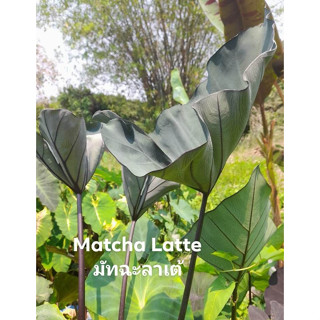 บอนลูกผสมใหม่ Colocasia matcha latte