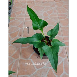 ต้นหน้าวัวใบหูช้าง Anthurium brownii 