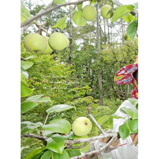 กล้าสาลี่เขียว พันธุ์ โตโตริ ( Tottori pear ) กล้าละ 300 - 🌿  ( กิ่งตอน/สูงประมาณ 60-70ซม. )