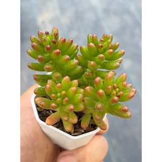 Jelly bean( Sedum )ไม้อวบน้ำ น่ารักๆ กระถาง 2 นิ้ว