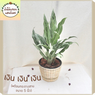 🎋เงิน เงิน เงิน (Aglaonema Chinese Evergreen) ต้นไม้มงคล พร้อมกระถางสานไม้ไผ่ 5 นิ้ว ช่วยฟอกอากาศ ดูดสารพิษ