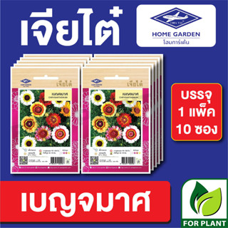 เมล็ดพันธุ์ ดอกไม้ เจียไต๋ CT25 เบญจมาศ บรรจุแพ็คล่ะ 10 ซอง ราคา 160 บาท