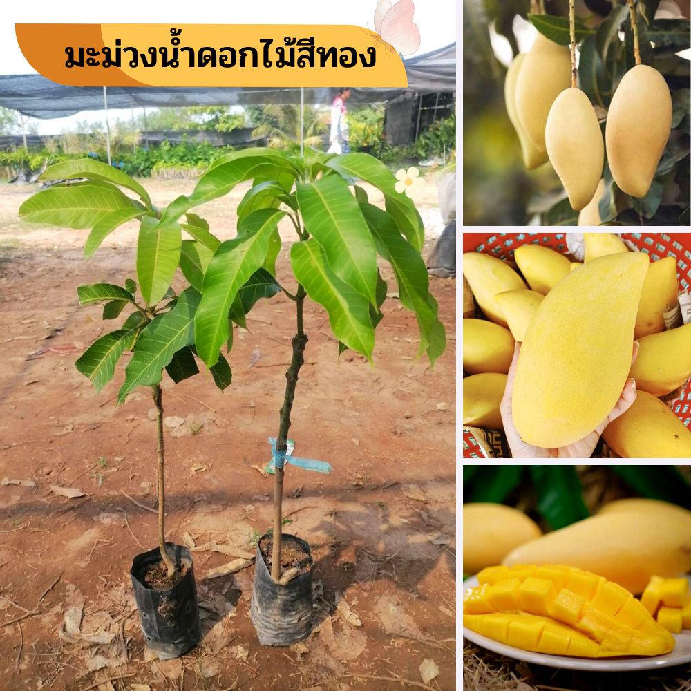 1ต้น🌿มะม่วงงาช้างแดง(ต้นเล็ก)🌿 💥 ต้นเสียบยอด พันธุ์แท้ 🔥    🌱รสชาติหวานหอม ผลใหญ่🌱ต้นพันธ์ุประมาณ 45-55 เซนติเมตร