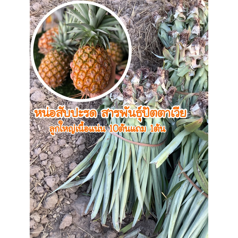 หน่อสับปะรด ต้นสับปะรด พันธุ์ปัตตาเวีย ลูกใหญ่เนื้อแน่นหวานอร่อย