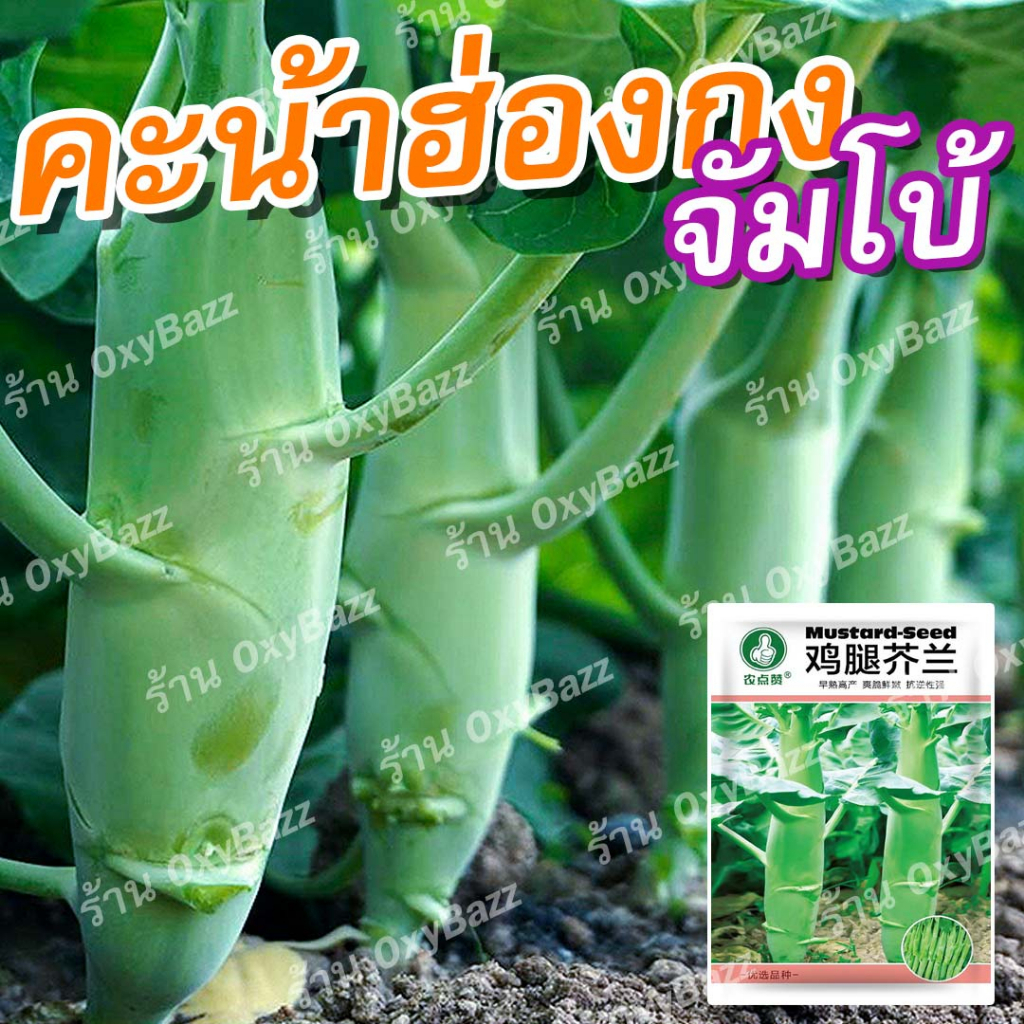 เมล็ดพันธุ์คะน้าฮ่องกงจัมโบ้ 500 เมล็ด เมล็ดคะน้าฮ่องกงจัมโบ้ ต้นใหญ่ โตเร็ว