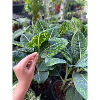 ดิฟเฟนบาเกีย รีเฟคเตอร์ Dieffenbachia Reflector🌿  Dieffenbachia  🌱 ต้นไม้เรืองเเสง....สีทองสวยๆๆๆๆๆ