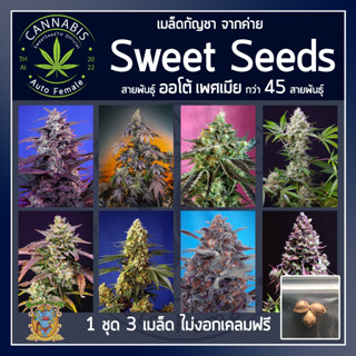 [ AUTO ♀️ คัดเพศเมีย] ชุดละ 3 เมล็ด เมล็ดกัญชา เมล็ดพันธุ์กัญชาค่าย SweetSeeds บรีดไทย เคลมฟรี กรณีไม่งอก พร้อมส่ง