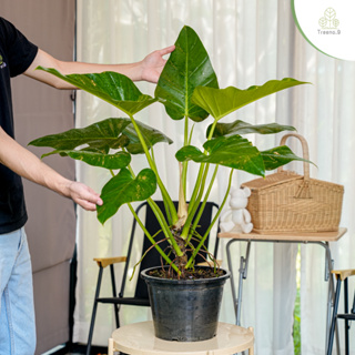 Treeno.9 T45 ฟิโลเดนดรอน หูช้าง ปลูกในบ้านได้ (Philodendron) ต้นใหญ่ / กระถาง 10 นิ้ว / สูง 50-70 cm. / ไม้ประดับ ไม้ฟอกอากาศ (ต้นไม้)