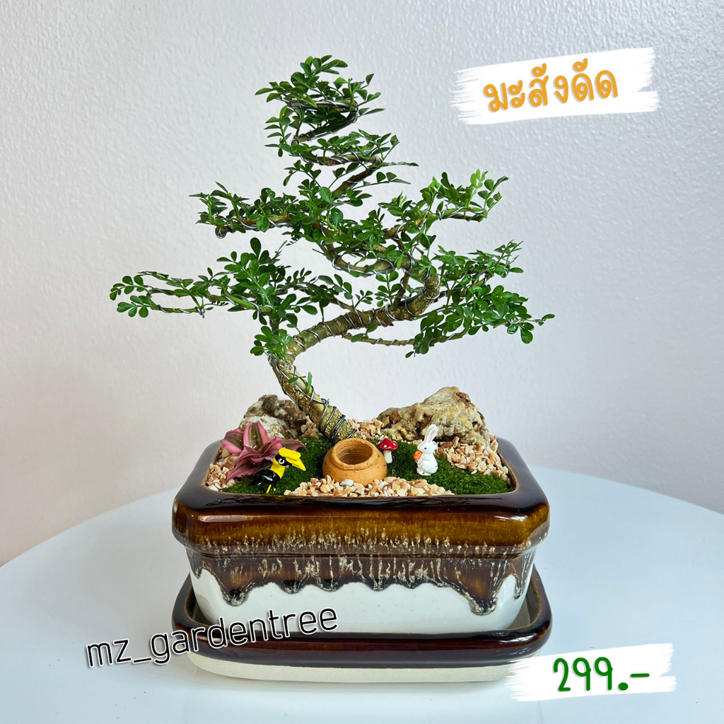 [[ต้นไม้จริง]] สวนถาดไม้มงคล มะสังดัด **ต้นไม้คัดฟอร์มสวยทุกต้น**