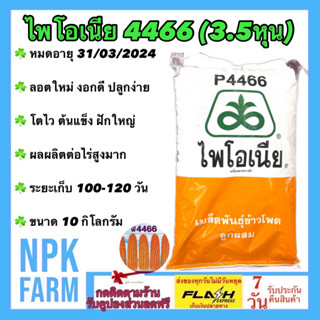 ข้าวโพดเลี้ยงสัตว์ P 4466 เม็ดกลมกลาง 3.5 หุน ขนาด 10 กิโลกรัม ไพโอเนีย ลอตใหม่ หมดอายุ 31/03/2024 ต้นแข็ง ฝักใหญ่