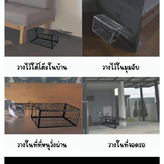 MUSCLE COW กรงดักหนูสปริง2ตัวโครงหนา กรงดักหนู กรงดักหนูแบบมีโครง กรงดักหนูสปริงคู่ กรงดักหนูนา กรงดักหนูเล็ก กรงดักหนูถ
