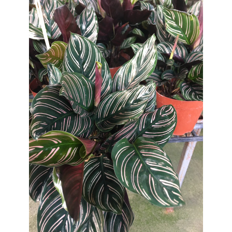 Calathea Ornata ขุนแผนเรียกทรัพย์ ไม้ฟอกอากาศเรียกทรัพย์เข้ากระเป๋า