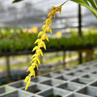 Dendrochilum formosanum เอื้องข้างสาร ดอกหอม กล้วยไม้ต่างประเทศ