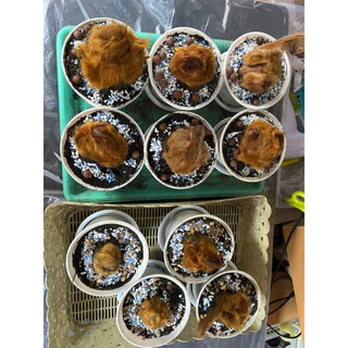 ต้นว่านลูกไก่ทองคำขนาดเล็กพร้อมกระถาง