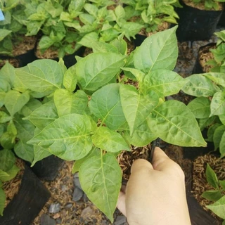 ต้นพริกขี้หนูสวน (ปลอดสารพิษ) ขนาดถุงดำ 6 นิ้ว รากแน่นพร้อมปลูก พริกขี้หนูสวน