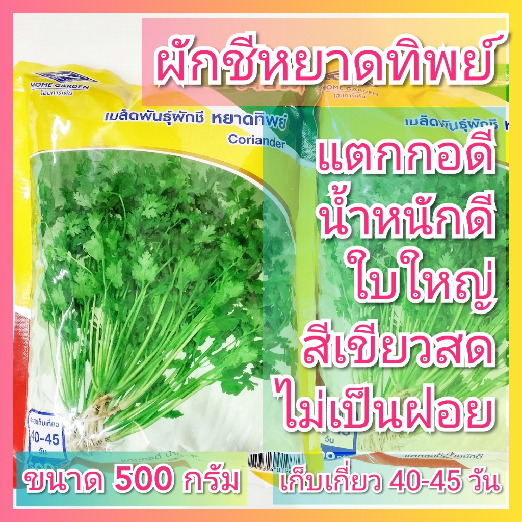 เมล็ดพันธุ์ผักชี หยาดทิพย์ เจียไต๋ ขนาด 500 กรัม ( เมล็ดผักชี ผักชีป้อม ผักชีจีน ผักชีไทย ผักชีเลือด