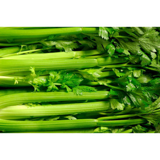 ต้นพันธุ์ เซเลอรี่ ขึ้นฉ่ายฝรั่ง พร้อมปลูกในถุงดำ 39 บาท  เซเลอรี (Celery)ต้นใหญ่นิยมทานเป็นสลัด น้ำปั่น