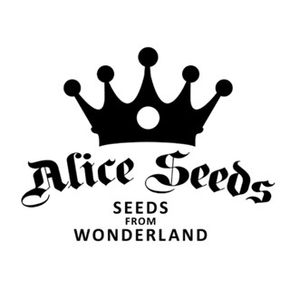 เมล็ดกัญชาพันธุ์นอกค่าย Alice Seeds ออโต้/โฟโต้ เพศเมีย 100% ราคาถูก มีแพ็คเกจสวยๆ