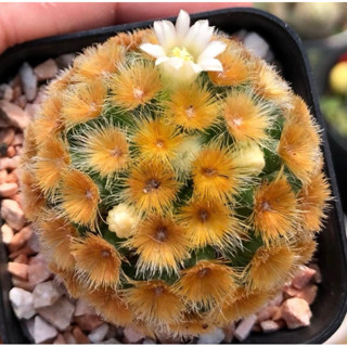 ราคานาทีทอง รีบกดซื้อด่วน🛑🛑🛑🌕🌼Mammillaria camenae buddha japan 🇯🇵 แมมคามิเน่บุดด้า ฟอร์มสวย Size3.5cm+