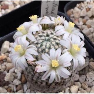 🌸🌸🌸🌸Mammillaria sanchez-mejoradae แมมตัวนี้เป็นตัวที่หายากและใกล้สูญพันธุ์แล้ว โตช้ามากกก หลงเสน่ห์เพราะสีดอกหวาน