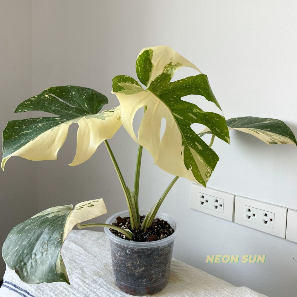 (update 29/11/66) Monstera Thai Constellation มอนสเตอร่าไทยคอน