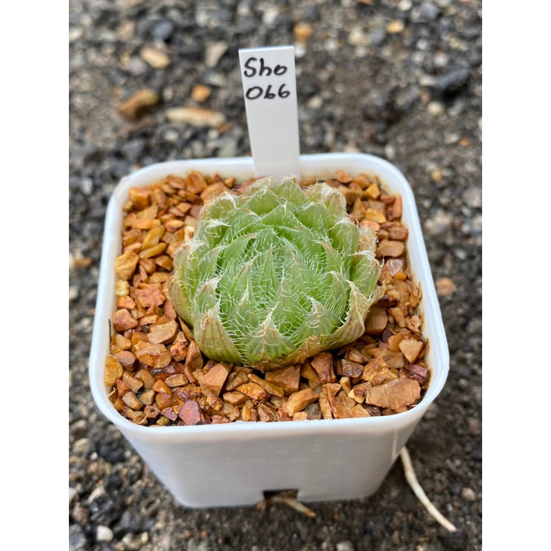 Haworthia Hybird Thailand (ส่งทั้งกระถาง) กระถาง 2 นิ้ว รหัส Sho061-070 - รูปที่ 4