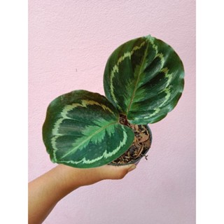 🪴คล้านกยูงเขียว🪴 กระถาง 4 นิ้ว หนึ่งในไม้สวยงามของตระกูล Calathea