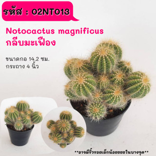 NT013 Notocactus magnificus กลีบมะเฟือง ตัดให้แตกกอ  cactus กระบองเพชร แคคตัส กุหลาบหิน พืชอวบน้ำ