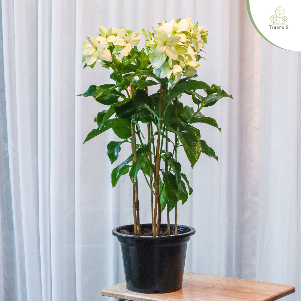 Treeno.9 T59 ดอนญ่าสีขาว ต้นใหญ่ ไม้มงคล (Mussaenda Philippica) กระถาง 11 นิ้ว / สูง 70-90 ซม. / ไม้ประดับ ไม้มงคล ใบสวย