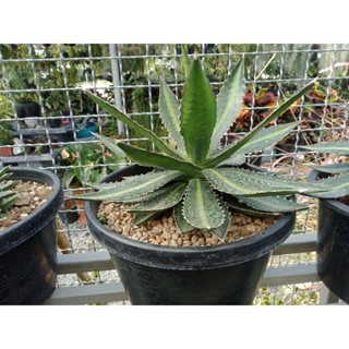 อากาเว่ โลพันทา agave lophantha ส่งทั้งกระถาง