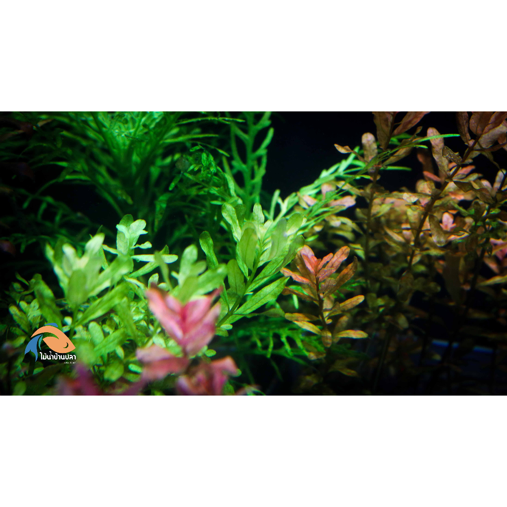 (ขายเป็นกิ่ง) ต้นไม้น้ำลัดวิเจีย อินคลินาตา/พวงชมพูเขียว ludwigia inclinata green