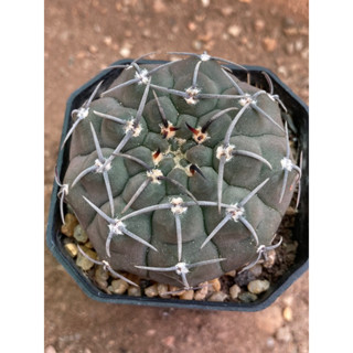 ยิมโน วาตาริ Gymnocalycium Vatteri