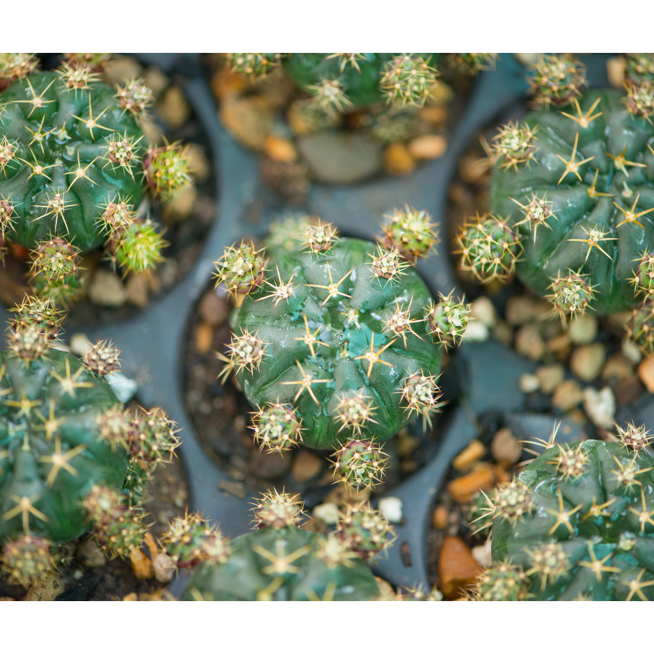 หน่อยิมโนแม่ลูกดก Gymnocalycium damsii ต้นกระบองเพชร แคคตัส ไม้อวบน้ำ Cactus Succulent